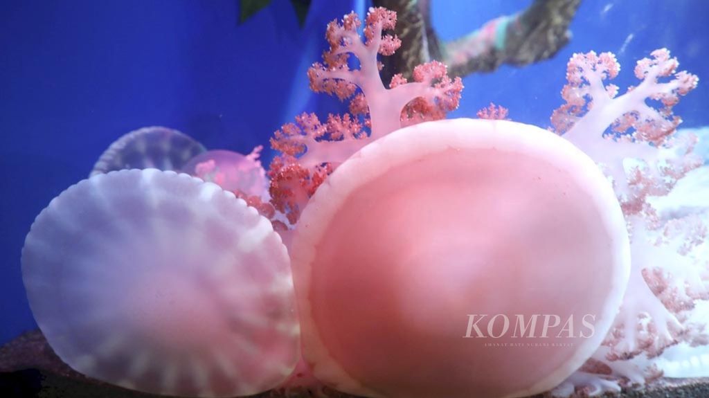 Koleksi ubur-ubur di Wahana Jellyfish Seaworld Ancol, Jakarta Utara, Selasa (18/12/2018). Wahana ini menghadirkan 10 akuarium khusus spesies ubur-ubur dari jenis <i>blubber, spotted, upside down, sea nettle,</i> hingga spesies terbaru dan terunik <i>moon jelly fish</i>.