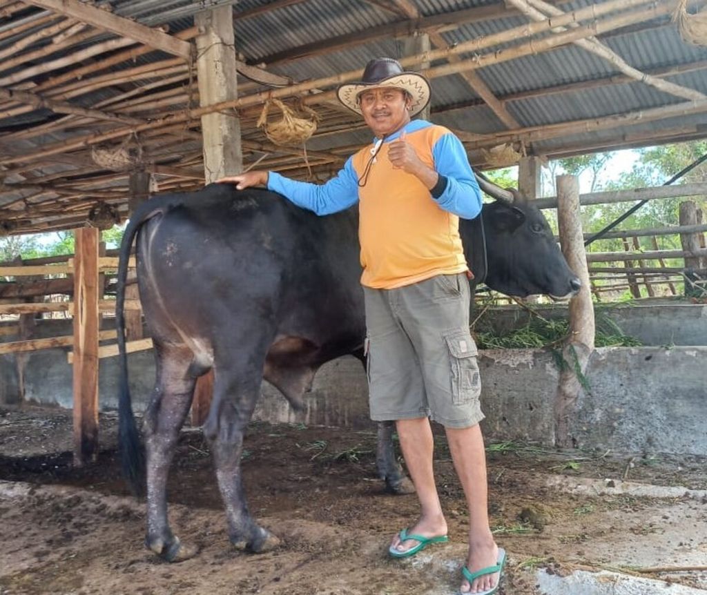 Ketua Kelompok Tani Oetnana Kelurahan Fatukoa Kota Kupang Daniel Aluman dengan sapi paron miliknya, Rabu (21/8/2019). Sapi ini memenangi kontes sapi tingkat Kota Kupang pada 2018.
