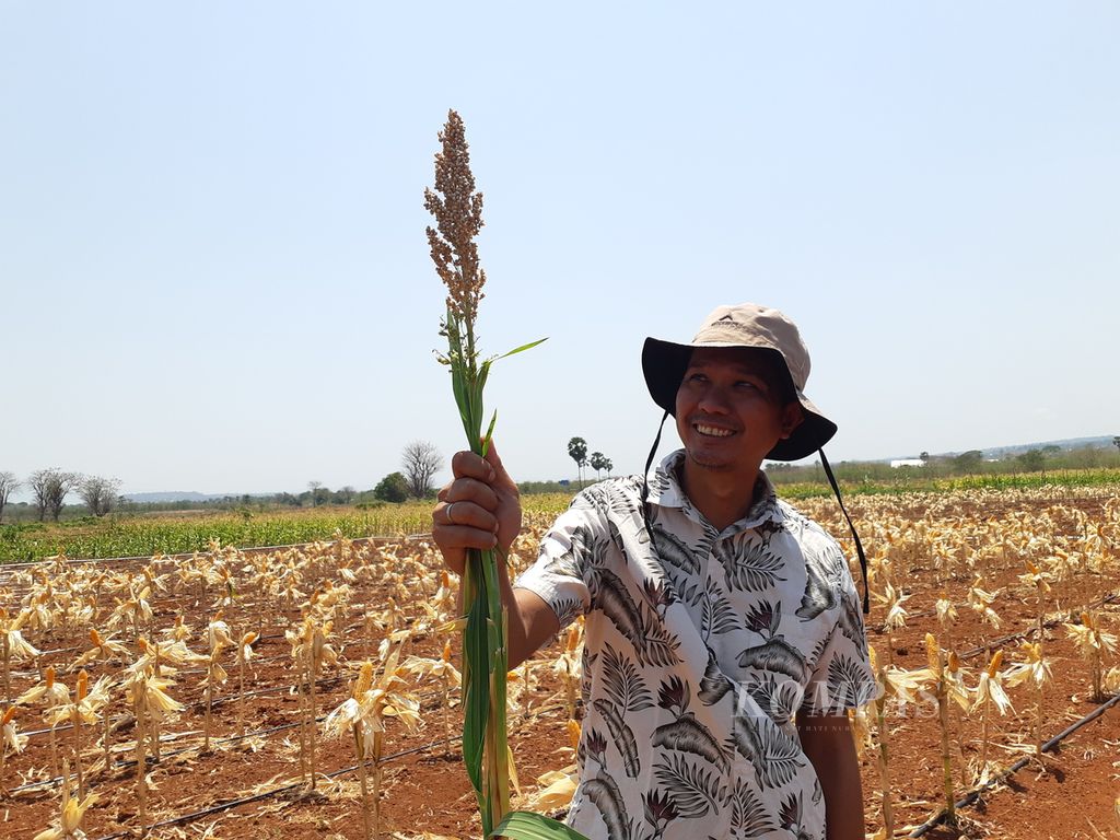 Selain jagung, ada juga sorgum yang ditanam di lahan pertanian milik Pangkalan TNI Angkatan Udara El Tari di Kota Kupang, Nusa Tenggara Timur, Senin (9/10/2023). Sorgum termasuk tanaman pangan yang tahan terhadap kekeringan.