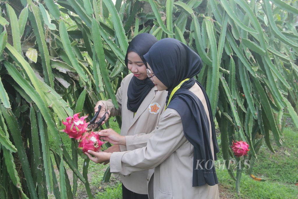 Mahasiswa Universitas Gadjah Mada (UGM), Yogyakarta, memetik buah naga untuk dibuat berbagai produk olahan, Jumat (28/7/2023), di Desa Sumbermulyo, Kecamatan Pesanggaran, Kabupaten Banyuwangi, Jawa Timur. 