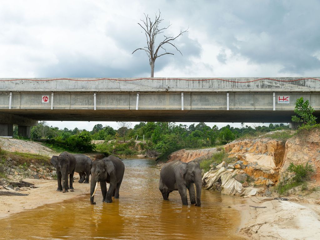 Empat gajah binaan Pusat Latihan Gajah Minas melewati terowongan di bawah jalan tol Pekanbaru-Dumai, Provinsi Riau, Sabtu (4/12/2021). Jalan tol sepanjang 131 kilometer itu dilengkapi dengan lima terowongan yang telah didesain agar aman dilintasi gajah sumatera.