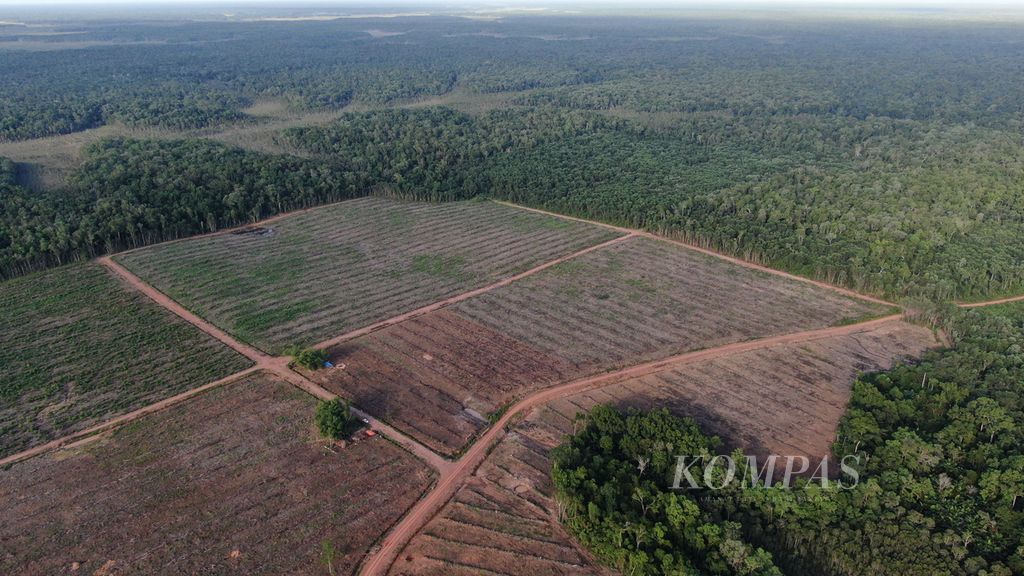 Batas tebangan hutan di Distrik Animha, Kabupaten Merauke, Papua, Jumat (11/11/2022). Hutan di kawasan tersebut terus menyusut, terutama sejak adanya proyek raksasa lumbung pangan dan energi atau MIFEE sejak 2010 yang menargetkan untuk mengonversi 1,2 juta lahan dan hutan di Merauke menjadi agroindustri dan perkebunan kayu. 