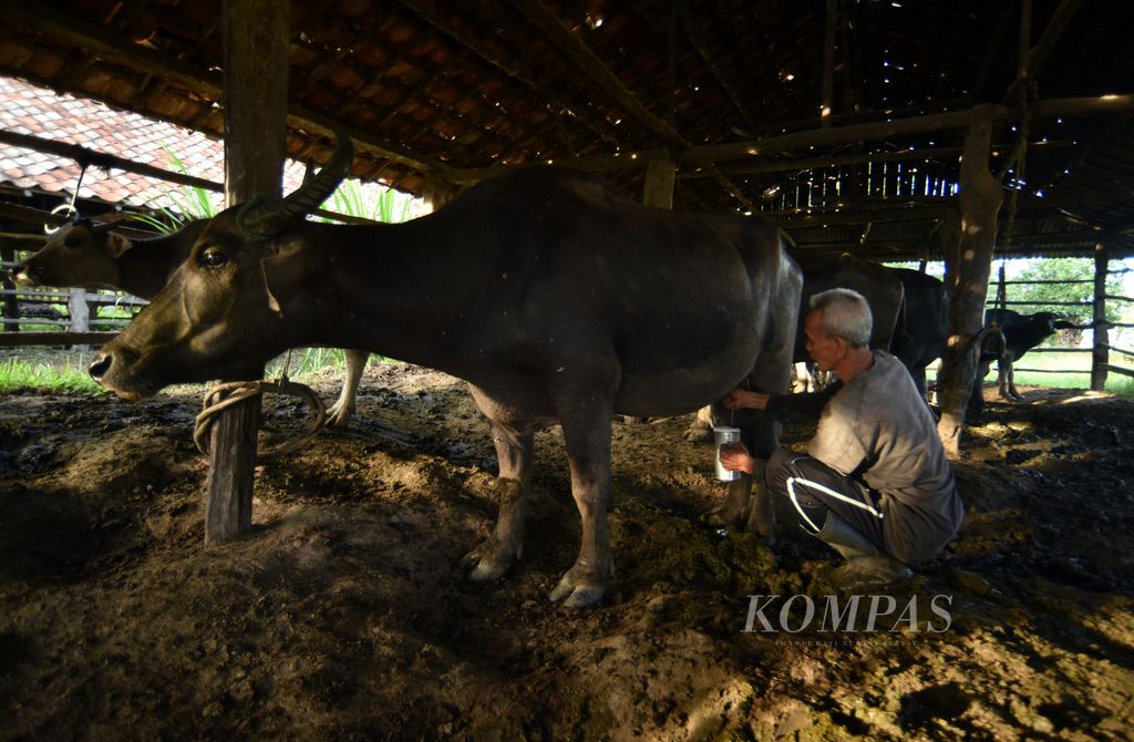 Muhammad Sayuti (64) memerah susu kerbau rawa dari ternaknya di kompleks kandang di Pulau Tapus, Desa Bangsal, Kecamatan Pampangan, Ogan Komering Ilir, Sumatera Selatan, Kamis (7/12/2023). 