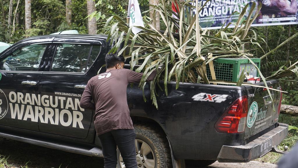 Tim Borneo Orangutan Survival Foundation memeriksa kondisi orangutan yang akan dilepasliarkan dari Pusat Rehabilitasi Samboja Lestari di Kutai Kartanegara, Kalimantan Timur, Selasa (16/5/2023).