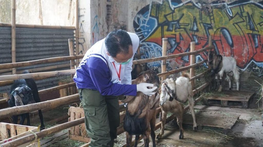 Petugas kesehatan memeriksa kondisi calon hewan kurban di Kota Pekalongan, Jawa Tengah, Jumat (9/6/2023). Pemeriksaan kesehatan hewan kurban akan dilakukan ke seluruh calon hewan kurban sampai beberapa hari ke depan.