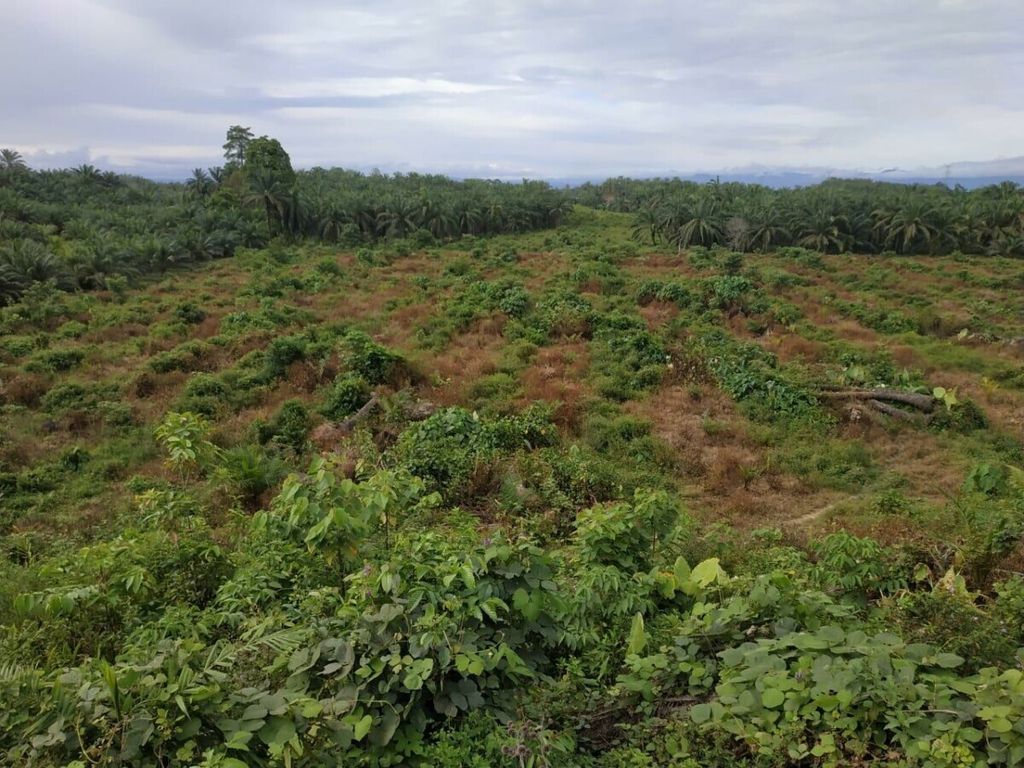 Salah satu lokasi peremajaan kelapa sawit di Kabupaten Aceh Barat, Provinsi Aceh, yang diduga pelaksanaannya tidak sesuai dengan perencanaan. Program peremajaan sawit rakyat dibiayai oleh Direktorat Jenderal Perkebunan Kementerian Pertanian.