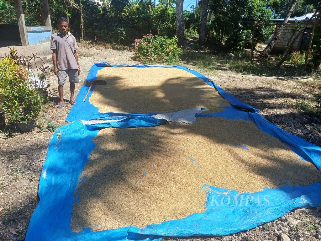 Padi gabah kering sedang dijemur di halaman rumah milik Yonatan Boinbalan di Kampung Sokon Kelurahan Fatukoa Kupang, Rabu (8/5/2024). Total padi sekitar 300 kg, dijemur bergilir, menghasilkan sekitar 200 kg beras.
