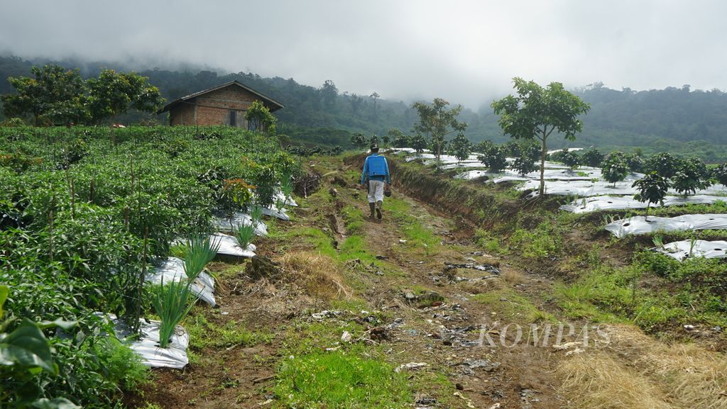  A farmer walks in the middle of a stretch of plantation field in the Kibuk area on the slopes of Mount Dempo, Pagar Alam City, South Sumatra, Thursday (21/7/2022). This area has been designated as a Community Forest in 2018 and is managed while maintaining a conservation area of 30 percent of the total area of 320 hectares.