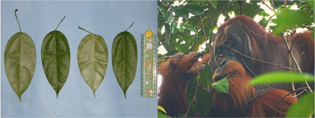 (Left) Image of <i>Fibraurea tinctoria</i> leaves. The length of the leaves ranges from 15-17 centimeters. (Right) Voraciously eating <i>Fibraurea tinctoria</i> leaves (photo taken the day after placing a plant net on the wound).