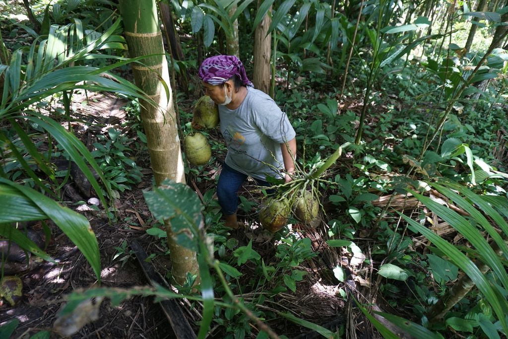 Hormianim Saragih (51) mengambil kelapa dari pohon yang nantinya akan diolah menjadi minyak kelapa murni atau <i>virgin coconut oil</i> (VCO) di Desa Ononazara, Kecamatan Tugala Oyo, Nias Utara, Sumatera Utara, Senin (22/11/2021). Ia dan  ibu-ibu dari Tugala Oyo memproduksi VCO untuk meningkatkan ekonomi rumah tangga mereka.