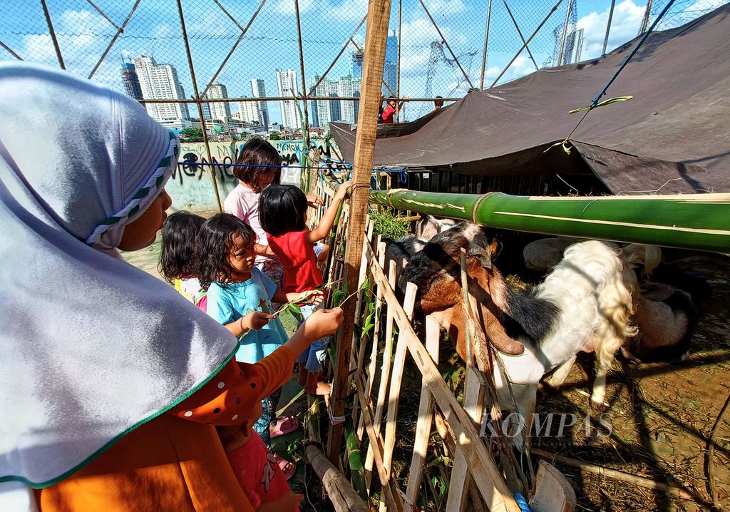 Anak-anak memberi makan kambing di kandang di Petamburan, Tanah Abang, Jakarta Pusat, Senin (4/7/2022). Pedagang hewan kurban semakin banyak bermunculan menjelang Idul Adha. 