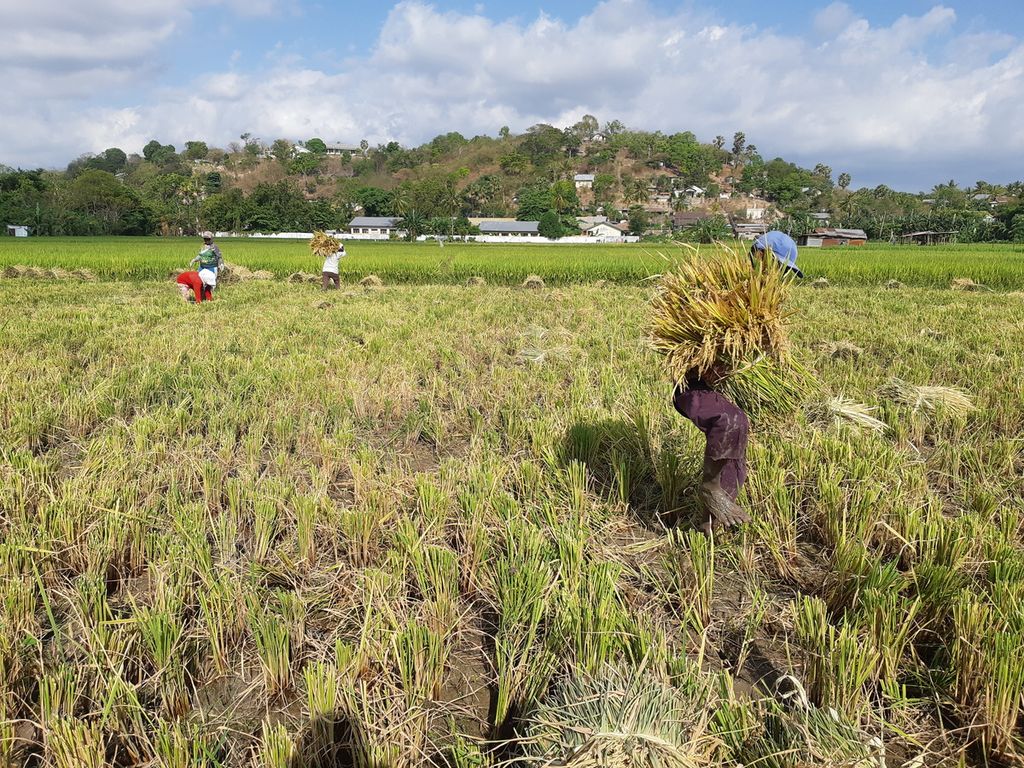 Buruh tani memanen padi di persawahan Tarus, Kabupaten Kupang, Nusa Tenggara Timur, pada Selasa (3/10/2023). Tarus merupakan selalu satu sentra pertanian di daerah itu. 