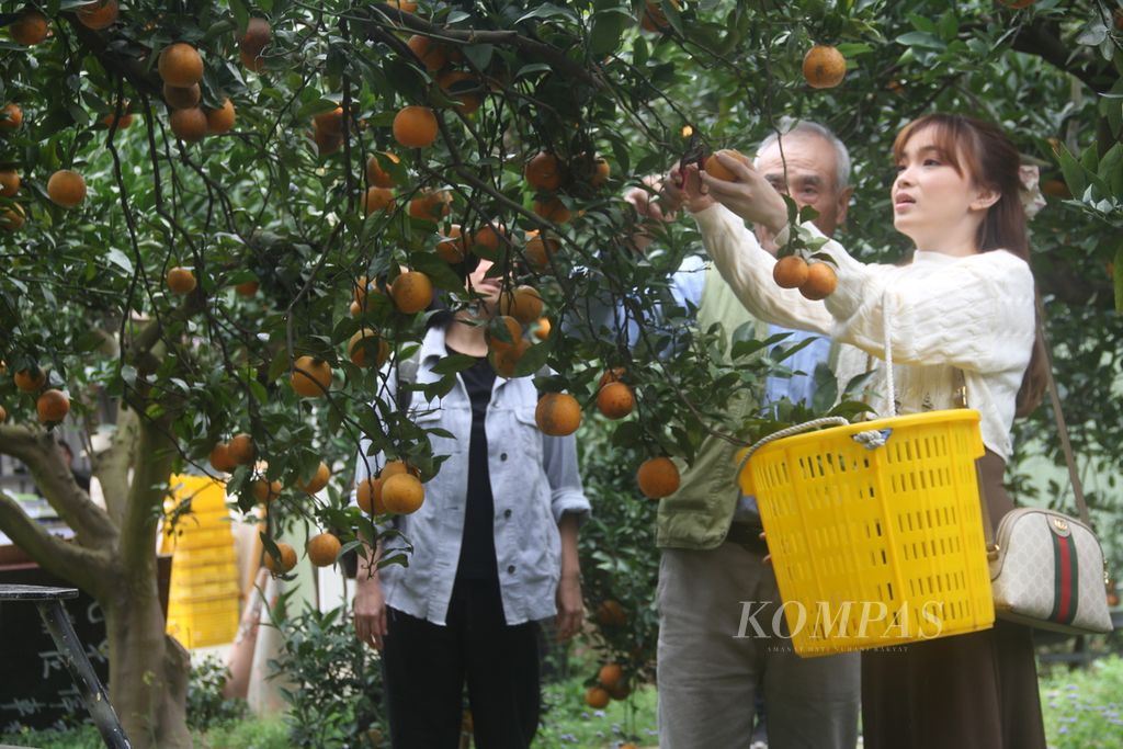 Wisatawan memetik buah jeruk di Kebun Jeruk Cheng Xiang Sen Lin, kota Miaoli, Taiwan, Kamis (22/2/2024).