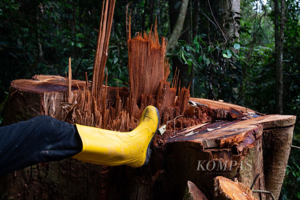Masyarakat Mitra Polisi Hutan Yaparudin Mitro Jaya menunjukkan tunggul kayu borneo yang dipotong di dalam hutan Taman Nasional Kerinci Seblat (TNKS) dekat Nagari Gambir Sungai Sako Tapan, Kecamatan Ranah Ampek Hulu Tapan, Kabupaten Pesisir Selatan, Sumatera Barat, Minggu (8/5/2022).
