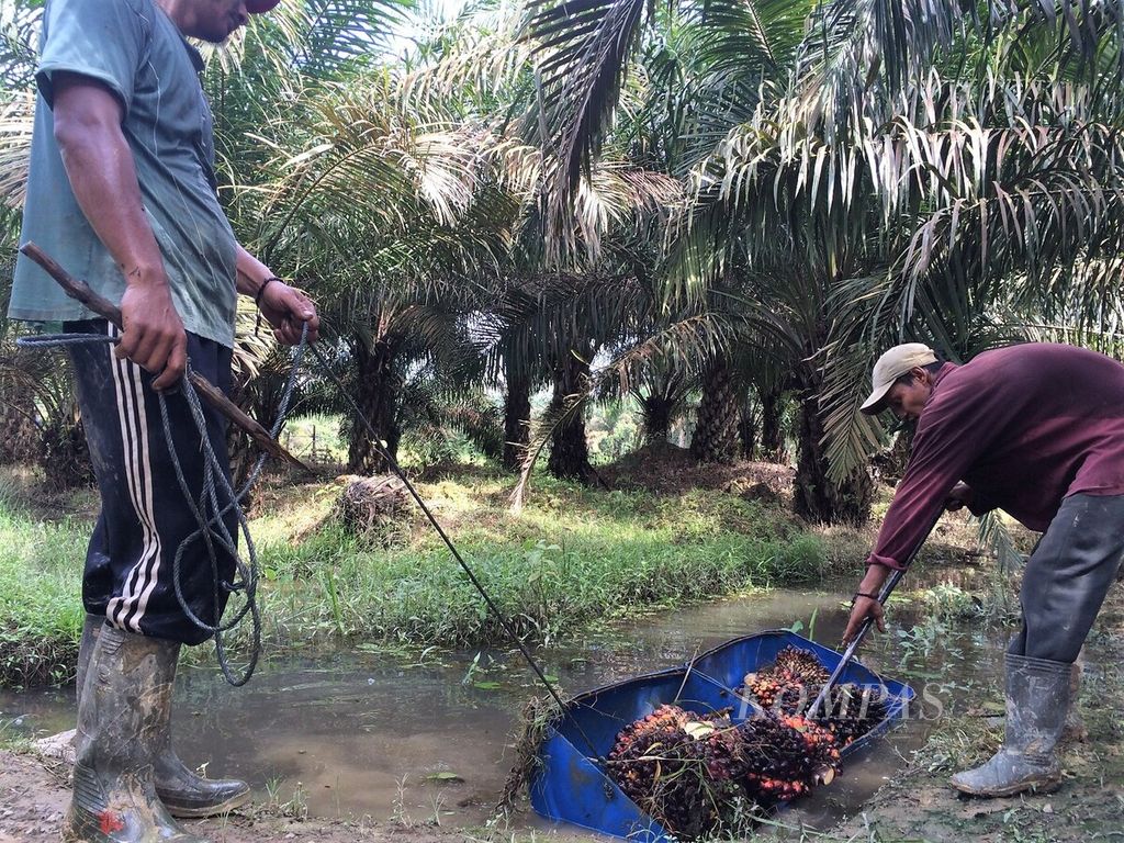 Seorang petani melansir hasil panen buah sawit di Desa Jambi Tulo, Kecamatan Maro Sebo, Kabupaten Muaro Jambi, Kamis (6/7/2017). Harga sawit terus menurun dalam dua pekan terakhir menjadi Rp 900 per kilogram dari sebelumnya Rp 1.200. Kondisi itu kian menekan kesejahteraan petani.
