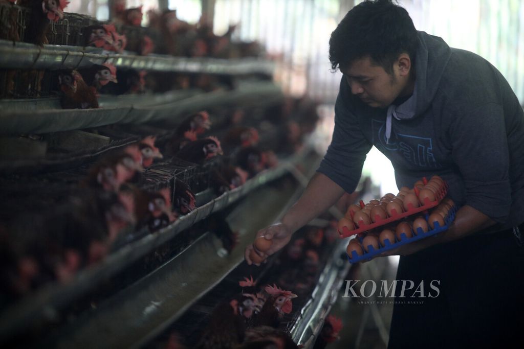 Peternak mengumpulkan telur di peternakan ayam petelur di Desa Pengasinan, Gunung Sindur, Bogor, Rabu (7/9/2022). 