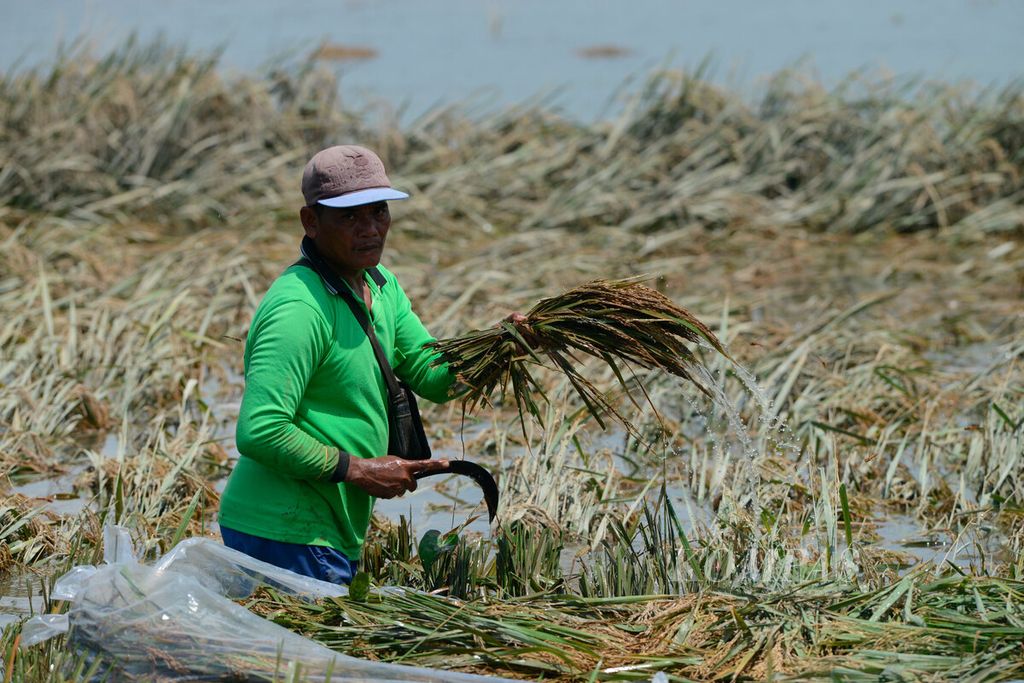 Salah satu petani yang harus menerima kerugian setelah padi mereka rusak terkena banjir di Desa Limbangan, Kecamatan Undaan Kabupaten Kudus, Jawa Tengah, Senin (12/2/2024). 