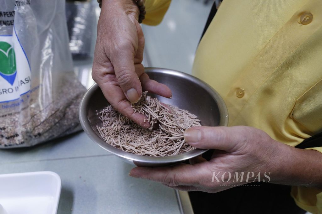Bagian Penelitian dan Pengembangan PT indofood Sukses Makmur-Bogasari Flour Mills di Tanjung Priok, Jakarta, meneliti sorgum, Selasa (6/9/2022). Pemerintah sedang mendorong penggunaan sorgum sebagai bahan baku industri makanan dan minuman berskala besar. 