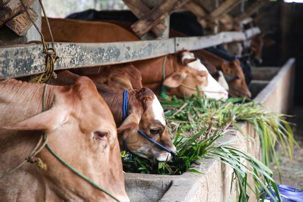Sapi-sapi indukan menikmati rumput gajah sebagai pakan utama di usaha penggemukan dan pembiakan sapi di Selagai Lingga, Kabupaten Lampung Tengah, Senin (26/12/2022). 