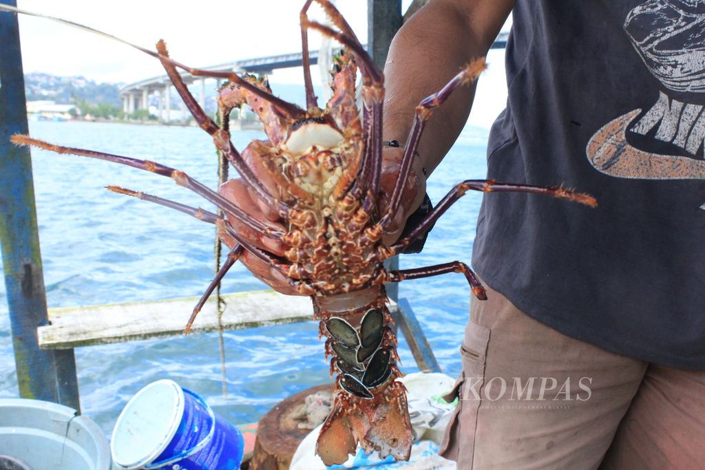 Potret lobster hasil budidaya keramba jaring apung di atas Teluk Ambon, Maluku, Jumat (8/9/2023). 