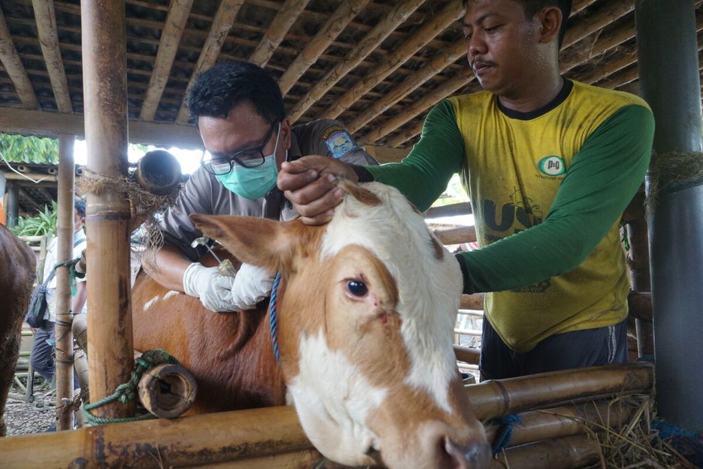 Ilustrasi: Pemberian vitamin dan obat cacing untuk sapi di Desa Mipiran, Purbalingga, Jawa Tengah, Rabu (12/5/2022).