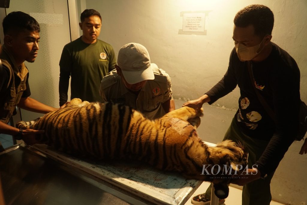Petugas Balai Konservasi Sumber Daya Alam (BKSDA) Sumatera Barat (Sumbar) menaruh bangkai harimau sumatera asal Pasaman ke meja ruang nekropsi di Rumah Sakit Hewan Sumbar di Kota Padang, Sumbar, Selasa (16/5/2023) malam. 