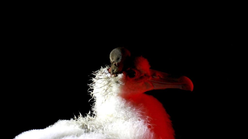Dalam foto yang tidak bertanggal ini, seekor tikus tengah mengerati kepala anak burung albatros di Pulau Marion, Afrika Selatan