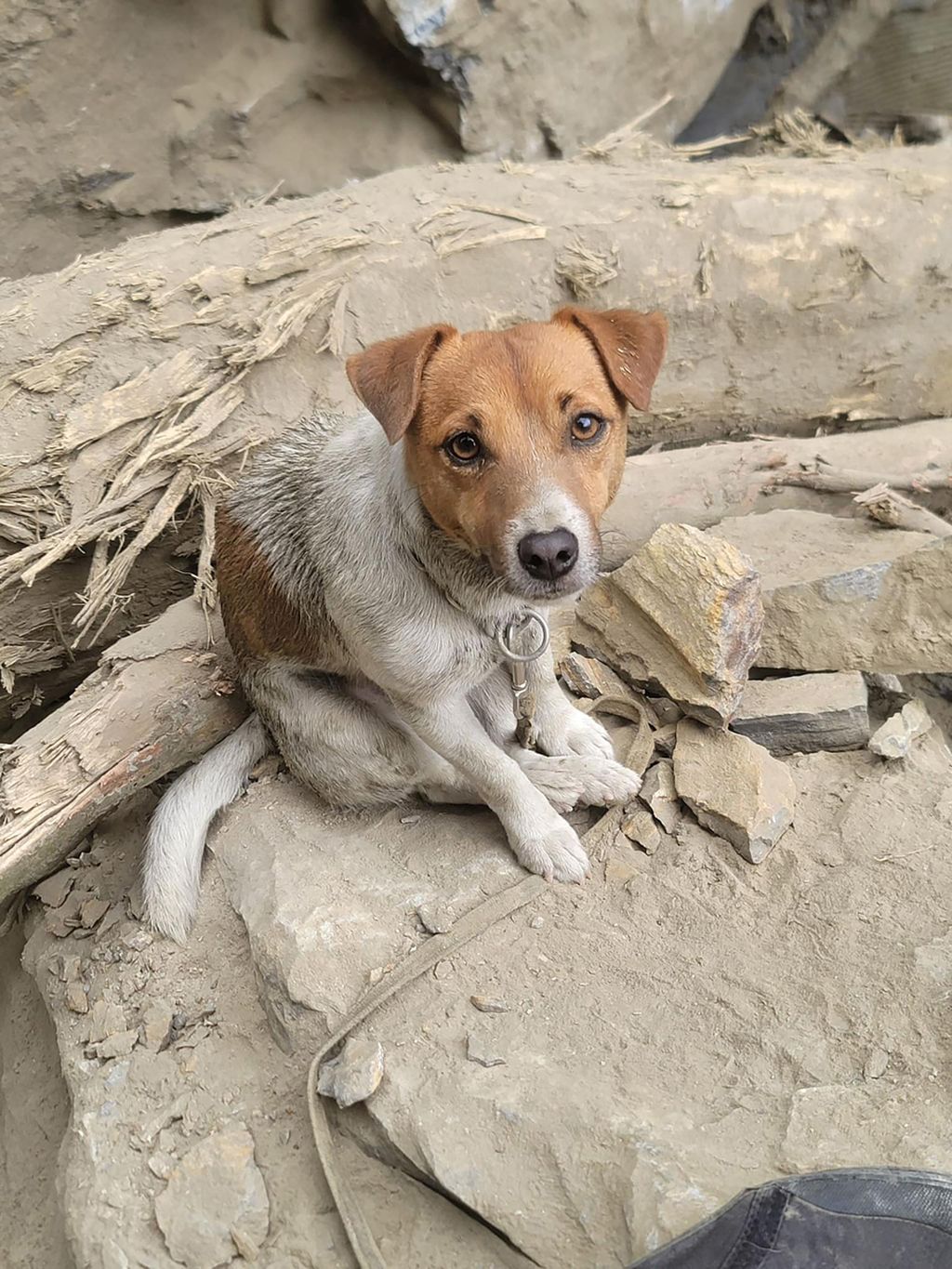 Foto dari Departemen Pemadam Kebakaran Kota Hualien, Tawan, menunjukkan anjing bernama Wilson yang membantu tim penyelamat menemukan korban gempa bumi di Taman Nasional Taroko Taiwan di Hualien, Taiwan, 6 April 2024. 
