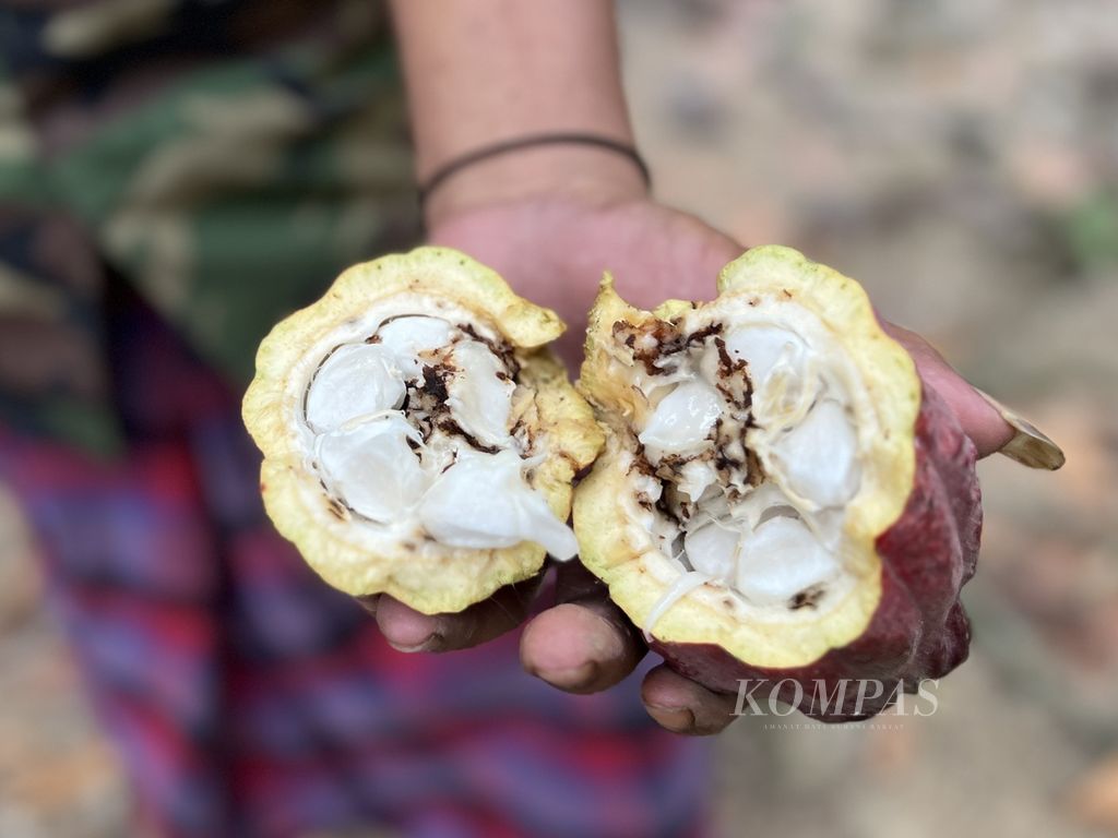 Seorang petani menunjukkan buah kakao yang mengalami serangan penyakit busuk buah di Kecamatan Bulo, Polewali Mandar, Sulawesi Barat, Sabtu (16/9/2023).