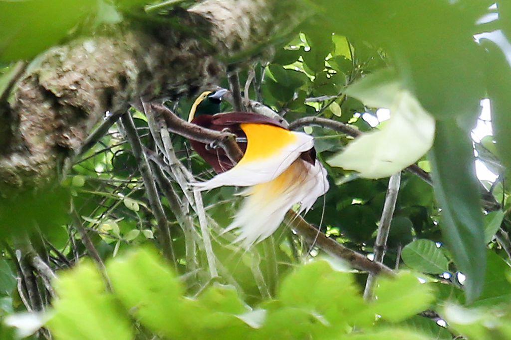 A lesser bird of paradise (<i>Paradisaea minor</i>) perches at the top of a tree in the forest of Rhepang Muaif in Nimbokrang district, Jayapura regency, Papua, Wednesday (24/11/2021).. 