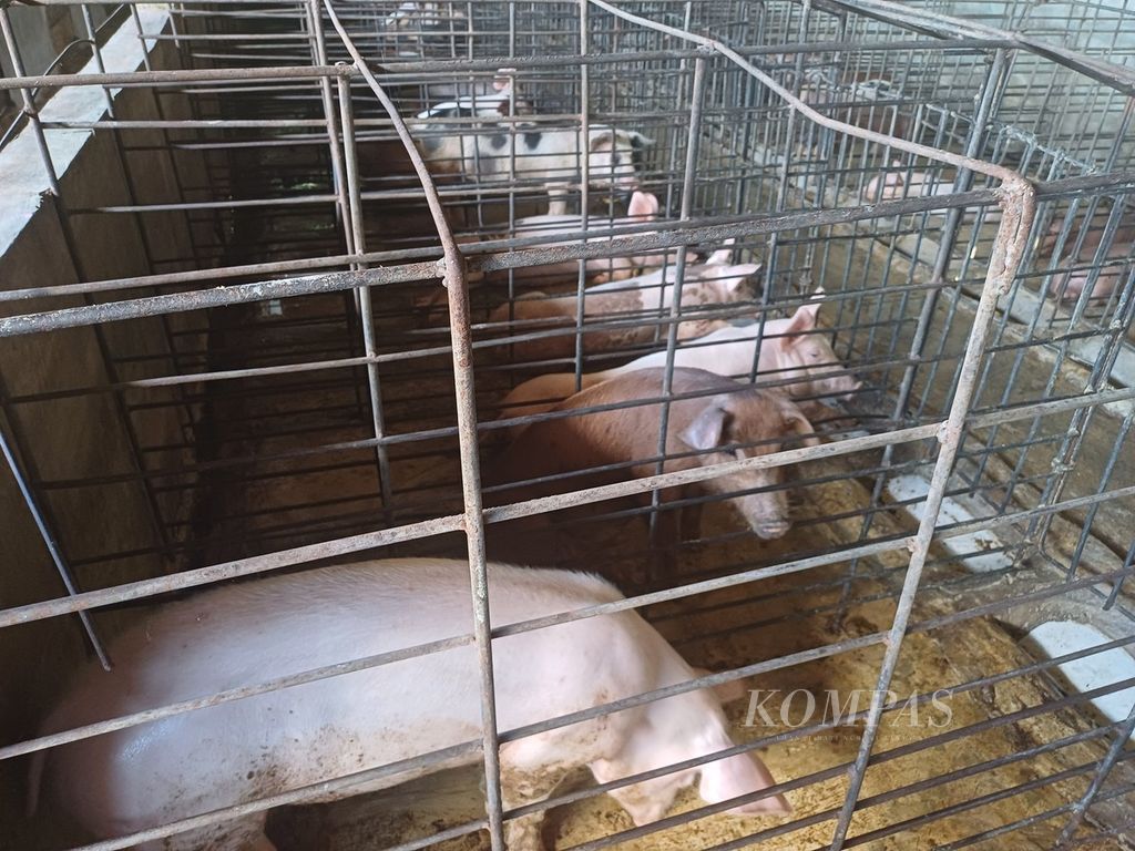 Ternak babi milik Daniel Aluman di Kupang, Kamis (2/5/2024). Sebanyak 160 babi di sini masih aman dari serangan demam babi Afrika.