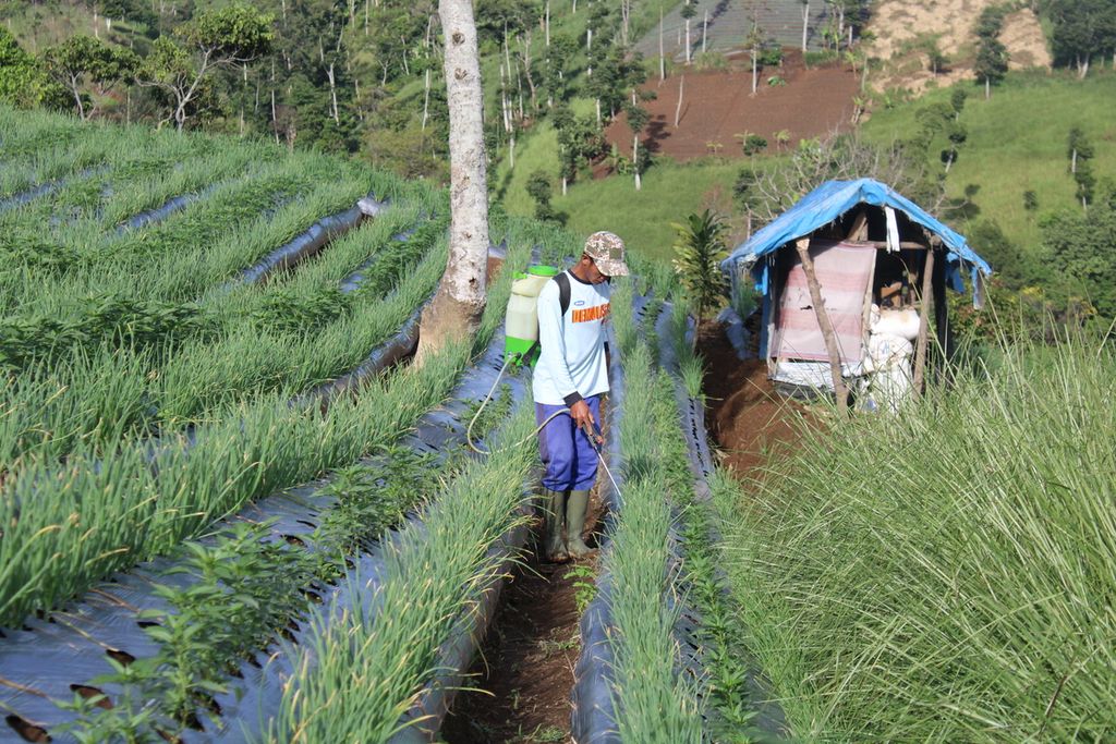 Seorang petani memberikan pupuk cair ke tanaman bawang yang ada di lahan Desa Sukamukti, Kecamatan Cilawu, Kabupaten Garut, Jawa Barat, Sabtu (13/1/2024). Selain akar wangi, para petani juga menanam tanaman hortikultura lain dengan sistem tumpang sari.