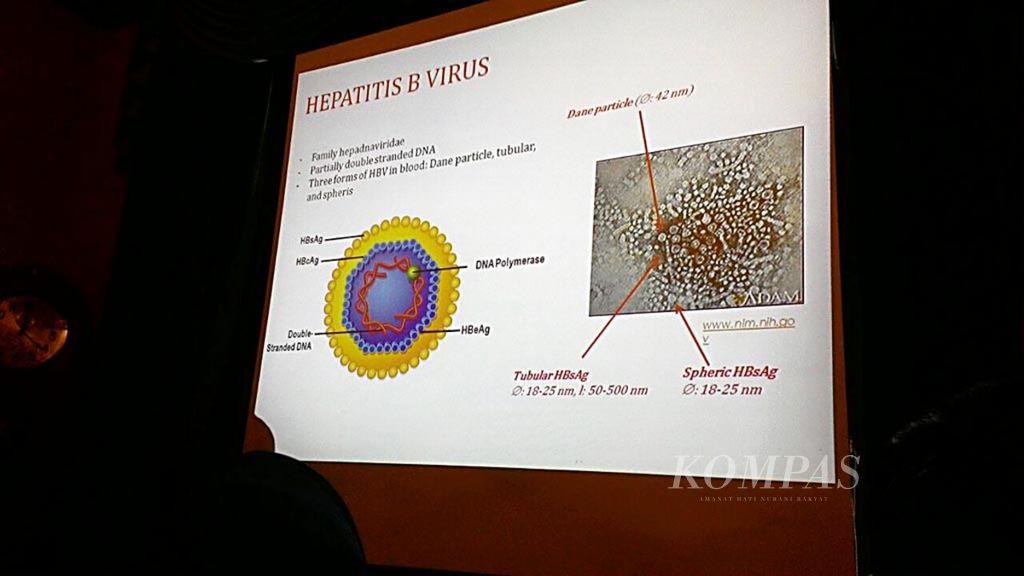 Lembaga Biologi Molekuler Eijkman mengadakan seri seminar ”Hepatitis B: A Challenge for Science, Medicine, and Public Health in Indonesia”, Kamis (16/4), di Jakarta. 