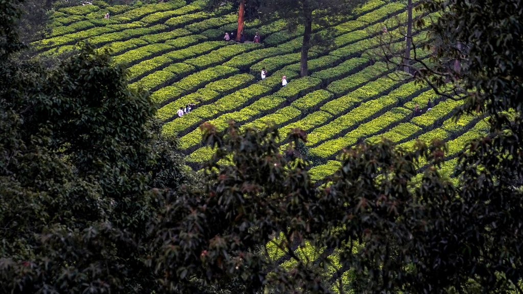 Warga berkunjung di perkebunan teh di Puncak, Kabupaten Bogor, Jawa Barat, Kamis (16/9/2021). 
