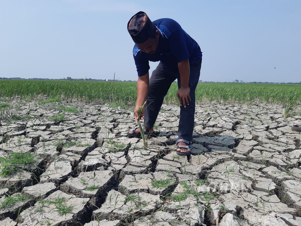 Aparat desa menunjukkan sawah yang kekeringan di Desa Suranenggala, Kecamatan Suranenggala, Kabupaten Cirebon, Jawa Barat, Jumat (23/8/2024). 