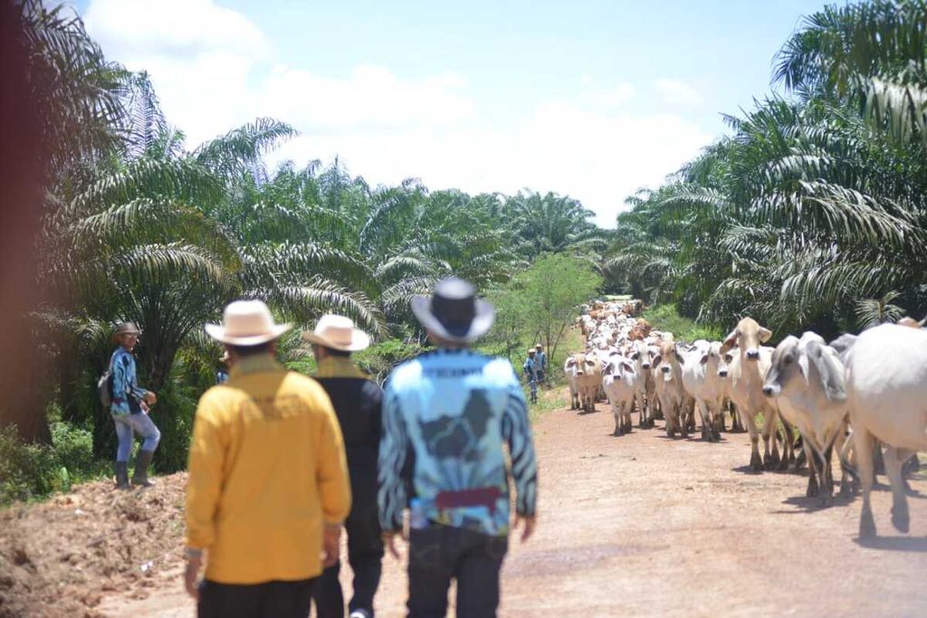 Lokasi peternakan sapi yang dikembangkan melalui program Sistem Integrasi Kelapa Sawit-Sapi Berbasis Kemitraan Usaha Ternak Inti Plasma atau Siska Kuintip, di Satui, Kabupaten Tanah Bumbu, Kalimantan Selatan (18/3/2023).