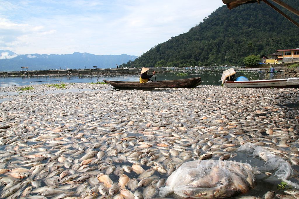 Sebanyak 400 ton ikan jenis nila dan mas kembali mati di kawasan Danau Maninjau, Kecamatan Tanjung Raya, Kabupaten Agam, Sumatera Barat, Minggu (11/8/14). Kejadian sebagai dampak dari kian tercemarnya danau terbesar kedua di Sumatera Barat ini merupakan yang kelima kalinya sepanjang 2014. Akibatnya, petani Keramba Jaring Apung merugi hingga sekitar Rp 8 miliar.