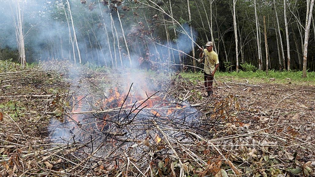 Suadi Purba (49) menebang tanaman karetnya di Desa Bah Damar, Kecamatan Dolok Merawan, Kabupaten Serdang Bedagai, Sumatera Utara, Sabtu (3/11/2018). 