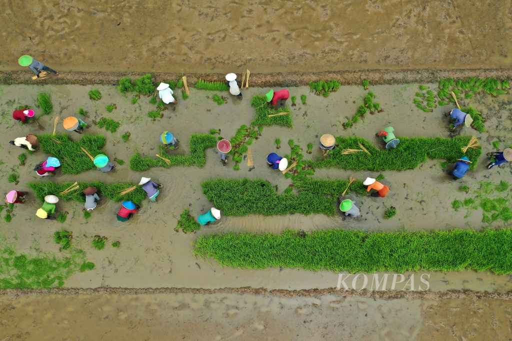 Foto udara buruh tani mulai menanam benih padi varietas Inpari 32 di areal persawahan Desa Karangligar, Kecamatan Telukjambe Barat, Kabupaten Kawarang, Jawa Barat, Minggu (17/3/2024). Musim tanam pertama padi terganggu El Nino sehingga mundur dari Oktober-Desember 2023 menjadi Januari-Maret 2024.