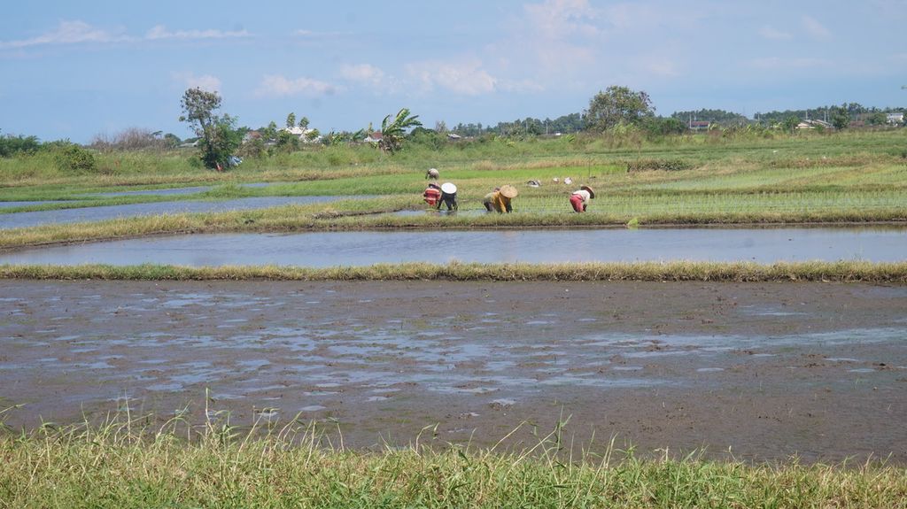 Aktivitas pertanian padi di Banyuwangi, Jawa Timur, Senin (30/5/2022). Produksi padi di Jawa Timur 2021 menurun dibandingkan dengan 2020. Penurunan bisa terkait perubahan iklim, anomali cuaca, serangan hama, dan kesalahan dalam proses budidaya sehingga gagal panen. 