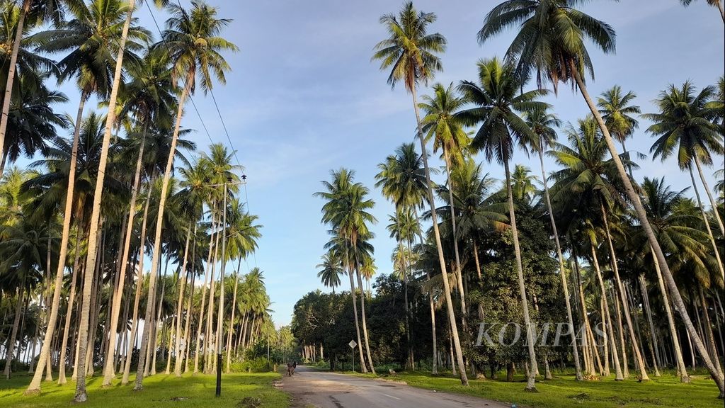 Dari kejauhan, seorang pengendara sepeda motor tengah melintas di Jalan Darupa-Sangowo di Kabupaten Pulau Morotai, Maluku Utara. Kiri-kanan berhiaskan pohon kelapa, Juli 2022.