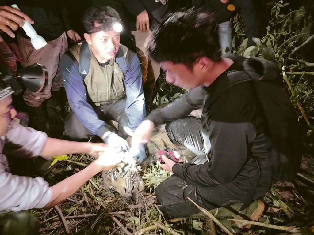 Petugas berupaya mengevakuasi harimau sumatera yang mati terjebak jerat babi di kebun warga di Nagari Sungai Pua, Kecamatan Palembayan, Kabupaten Agam, Sumatera Barat, Kamis (25/7/2024) malam.