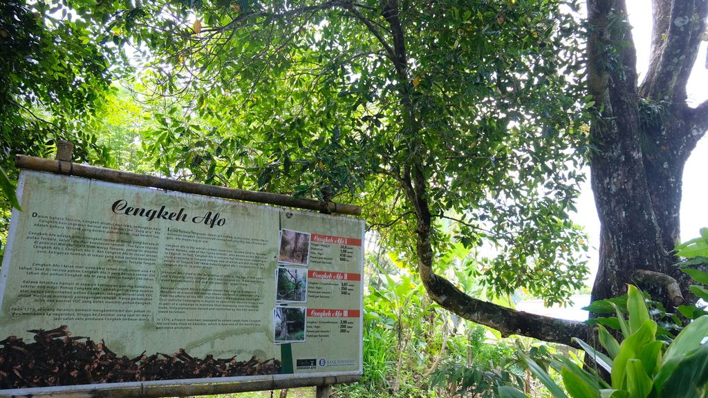 Pohon Cengkeh Afo III (kanan) di lereng Gunung Gamalama, Ternate, Senin (13/6/2022). Pohon berdiameter 3,9 meter itu berusia sekitar 200 tahun dan diyakini sebagai pohon cengkeh tertua di dunia. Cengkeh Afo III merupakan bibit generasi ketiga dari pohon Cengkeh Afo I yang berusia 416 tahun. Cengkeh Afo I selamat dari pemusnahan pohon cengkeh massal oleh VOC dan sebelumnya menjadi pohon cengkeh tertua di dunia. Cengkeh Afo I mati pada tahun 2000.