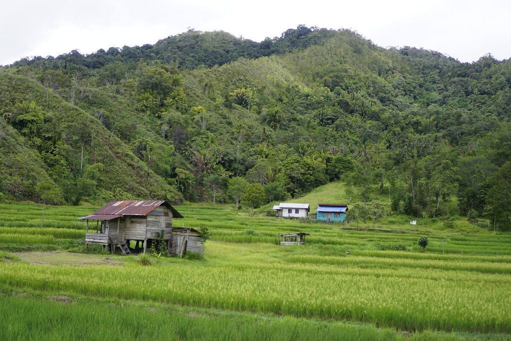 Lanskap persawahan padi adan khas Krayan di Desa Long Midang, Kecamatan Krayan, Kabupaten Nunukan, Kalimantan Utara, Sabtu (27/11/2021). 