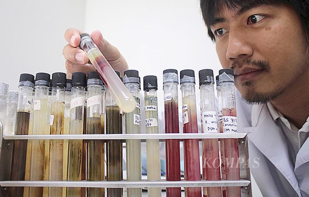 Heriyanto, peneliti di Ma Chung Research Center for Photosynthetic Pigment  milik Universitas Ma Chung, Malang, Jawa Timur, Kamis (6/7), mengamati pigmen bakteri fotosintesis. Bakteri fotosintesis bisa dimanfaatkan untuk kepentingan di bidang pangan dan energi terbarukan.