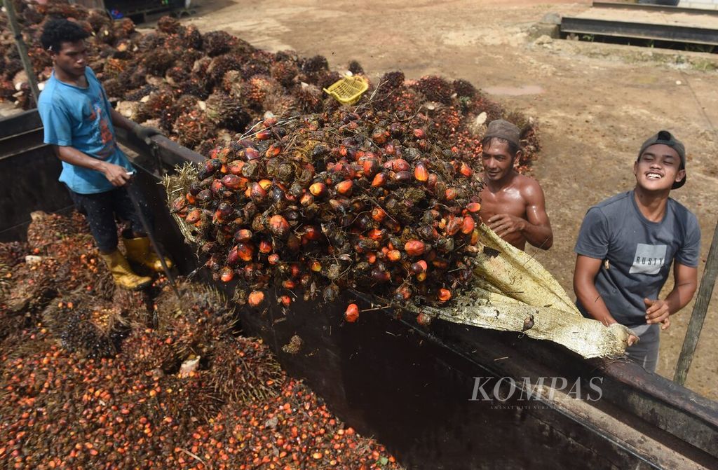Workers with sacks are attempting to load fallen palm fruits onto a truck to be sent to the factory in Bukit Raya Village, Sepaku District, North Penajam Paser Regency, East Kalimantan, on Wednesday (27/7/2022).