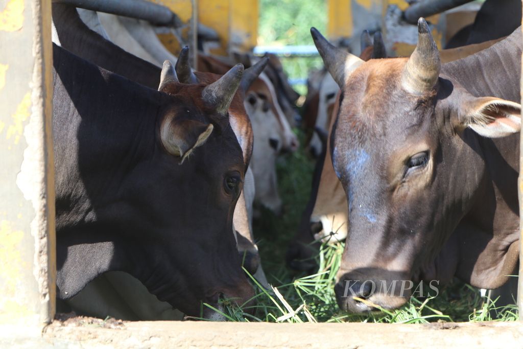 Ternak sapi di Desa Sampali, Kecamatan Percut Sei Tuan, Kabupaten Deli Serdang, Sumatera Utara, tampak lemas dan mengeluarkan air liur setelah terjangkit penyakit mulut dan kuku, Jumat (3/6/2022). Para peternak merugi dan tidak mendapat bantuan dari pemerintah.
