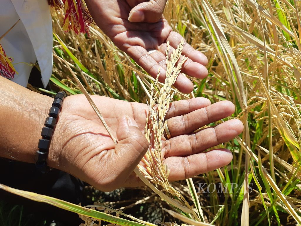 Padi untuk benih di balai benih Desa Noelbaki, Kabupaten Kupang, Nusa Tenggara Timur, pada Rabu (8/5/2024). 