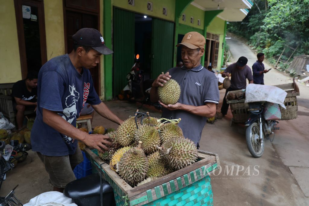 Warga menyetor durian ke salah satu pengepul di Dusun Kedungrejo, Desa Kaliharjo, Kecamatan Kaligesing, Kabupaten Purworejo, Jawa Tengah, Rabu (25/1/2023).  