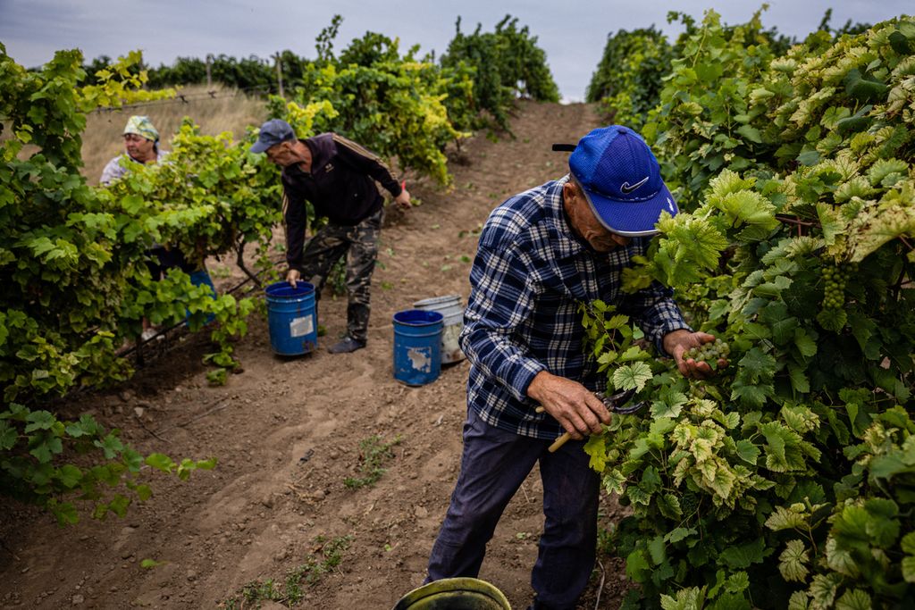 Para pekerja perkebunan anggur Olvio Nuno di Parautyne, Mykolaiv, Sabtu (3/9/2022) memanen anggur di tengah perang yang masih berkecamuk di wilayah tersebut. 
